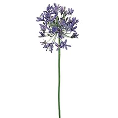 Agapanthus spray purple for sale  Delivered anywhere in USA 