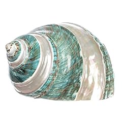 Hermit crab shells for sale  Delivered anywhere in USA 