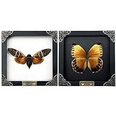 Vinatimes real butterfly for sale  Delivered anywhere in USA 