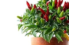 Chilli plants prairie for sale  Delivered anywhere in UK