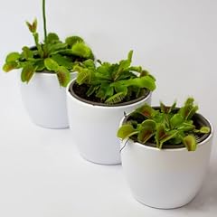 Venus fly trap for sale  Delivered anywhere in UK