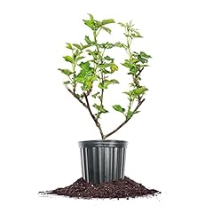 Perfect plants triple for sale  Delivered anywhere in USA 