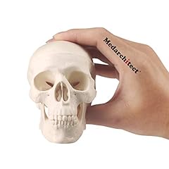 Mini skull model for sale  Delivered anywhere in Ireland