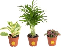 Costa farms mini for sale  Delivered anywhere in USA 