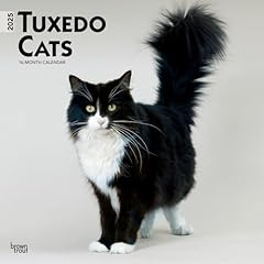 Tuxedo cats 2025 for sale  Delivered anywhere in USA 