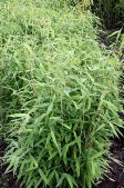 Fargesia murieliae clump for sale  Delivered anywhere in UK