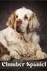 Clumber spaniel dog for sale  Delivered anywhere in UK