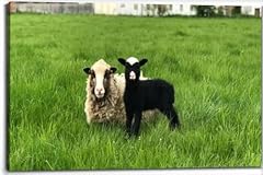 Shetland sheep lamb for sale  Delivered anywhere in USA 