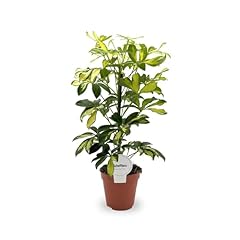 Schefflera arboricola variegat for sale  Delivered anywhere in UK