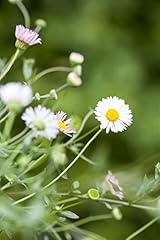 Erigeron karvinskianus blüten gebraucht kaufen  Wird an jeden Ort in Deutschland