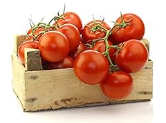 Tomato plants moneymaker for sale  Delivered anywhere in UK