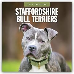 Staffordshire bull terriers gebraucht kaufen  Wird an jeden Ort in Deutschland