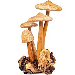 Curawood wooden mushrooms for sale  Delivered anywhere in USA 