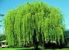 Bright green weeping for sale  Delivered anywhere in USA 