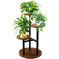 Geebobo tier plant for sale  Delivered anywhere in USA 