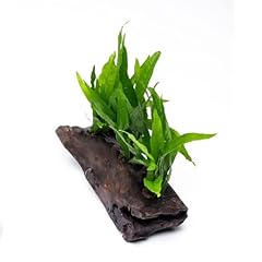 Substratesource live aquarium for sale  Delivered anywhere in USA 