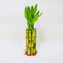 Lucky bamboo stalks for sale  Delivered anywhere in USA 