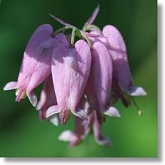 Seeds rosa eximia usato  Spedito ovunque in Italia 