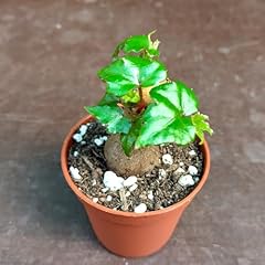 Sunnyplants begonia dregei usato  Spedito ovunque in Italia 