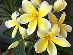 Hawaiian rare plumeria for sale  Delivered anywhere in USA 