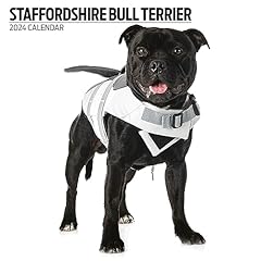Staffordshire bull terrier d'occasion  Livré partout en Belgiqu