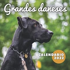 Grandes daneses calendario usato  Spedito ovunque in Italia 
