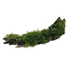 Java moss wood for sale  Delivered anywhere in UK