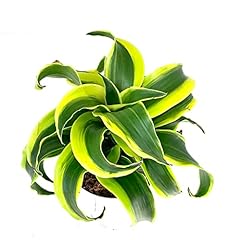 Dracaena tornado live for sale  Delivered anywhere in USA 