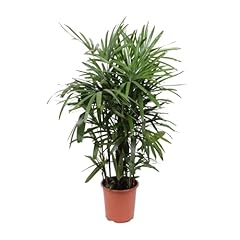 Rhapis élégante 110 d'occasion  Livré partout en France
