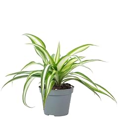 Plante intérieur facile d'occasion  Livré partout en France