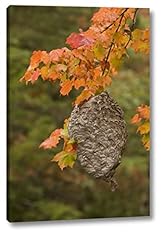 Bald faced hornet for sale  Delivered anywhere in USA 