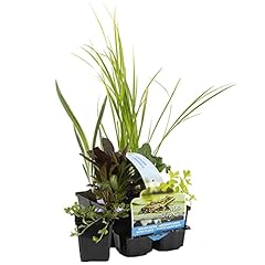 Bloomique 6er set gebraucht kaufen  Wird an jeden Ort in Deutschland