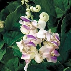 Park seed fragrant for sale  Delivered anywhere in USA 
