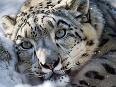 Upablunso animal snow for sale  Delivered anywhere in USA 