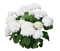 Annabelle smooth hydrangea for sale  Delivered anywhere in USA 