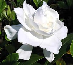 Summer snow gardenia for sale  Delivered anywhere in USA 