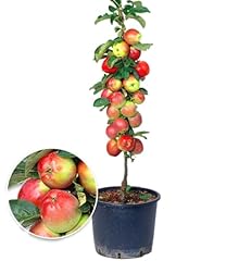Baldur garten säulen gebraucht kaufen  Wird an jeden Ort in Deutschland