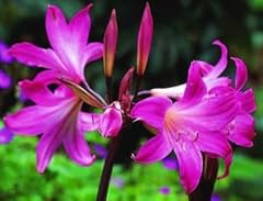 Pink belladonna lily for sale  Delivered anywhere in USA 