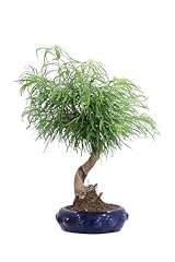 Bonsai pseudolarix amabilis usato  Spedito ovunque in Italia 