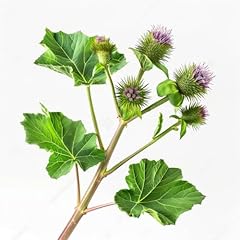 Semi grande bardana usato  Spedito ovunque in Italia 