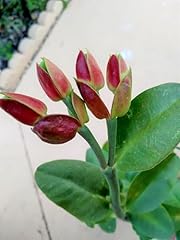 Slipper plant pedilanthus for sale  Delivered anywhere in USA 