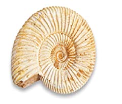 Serafino ammonite fossile usato  Spedito ovunque in Italia 