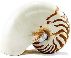 Nautilus shell natural for sale  Delivered anywhere in USA 