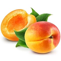 Fruit trees apricot for sale  Delivered anywhere in Ireland
