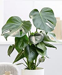 Monstera deliciosa swiss for sale  Delivered anywhere in Ireland