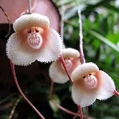 Saterkali semi orchidea usato  Spedito ovunque in Italia 