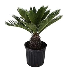 American plant sago for sale  Delivered anywhere in USA 