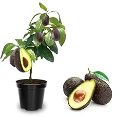Years old hass for sale  Delivered anywhere in USA 