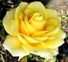 Yellow rose rosa for sale  Delivered anywhere in USA 