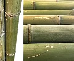 Bambusrohr 180cm naturgrün gebraucht kaufen  Wird an jeden Ort in Deutschland